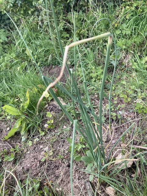 April 26, 2024 Wild Garlic (Amaryllidaceae)