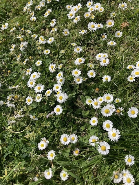 April 26, 2024 Annual Daisy (Asteraceae)