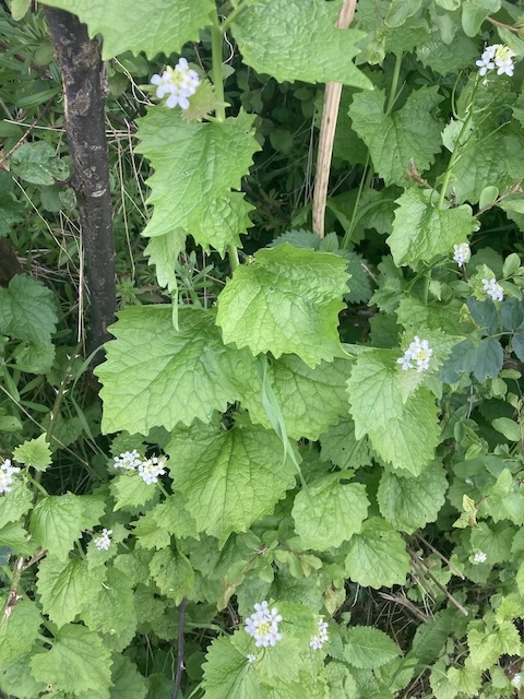 April 26, 2024 Garlic Mustard (Brassicaceae)