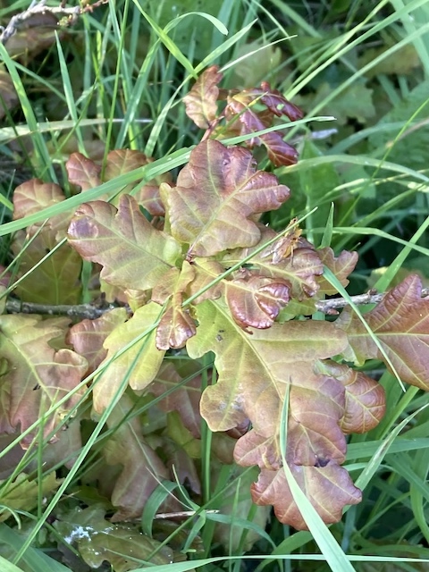 May 4, 2024 Sessile Oak (Fagaceae)