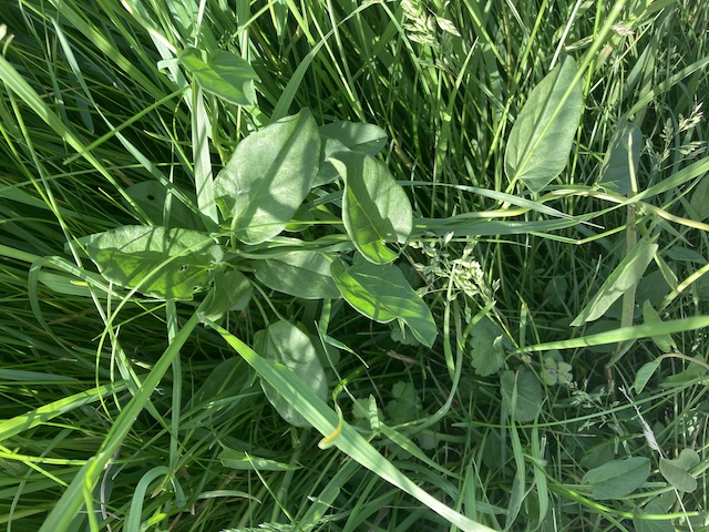 May 15, 2024 Wild Morning Glory (Convolvulaceae)