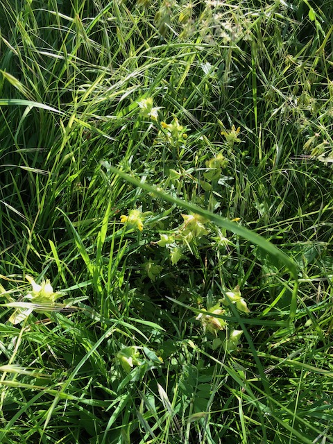 June 2, 2024 Yellow Rattle (Orobanchaceae)