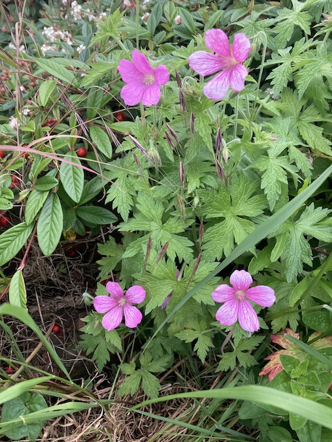 June 3, 2024 French Crane's Bill (Geraniaceae)