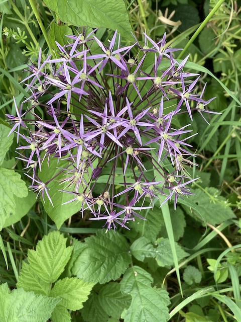 June 8, 2024  Black Garlic (Amaryllidaceae)