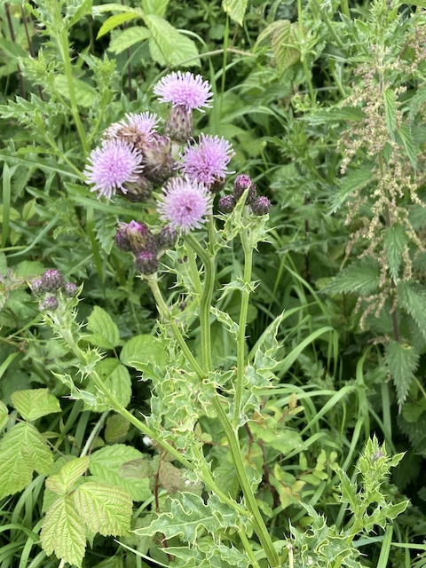 June 11, 2024 Field Thistle (Asteraceae)