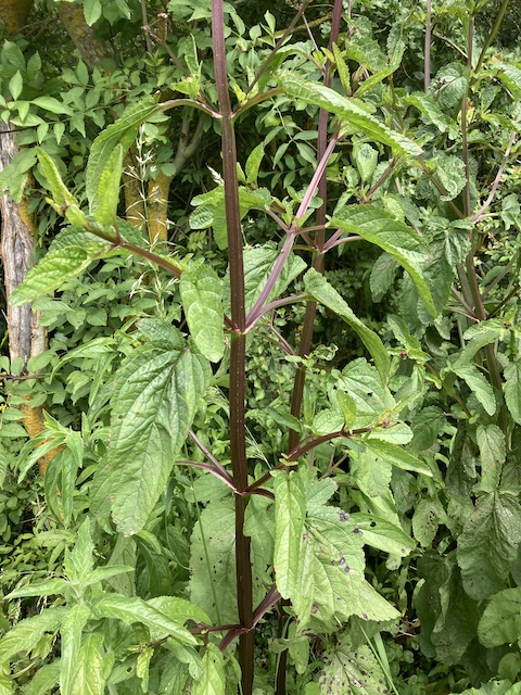 June 12, 2024 Water Figwort (Scrophulariaceae)