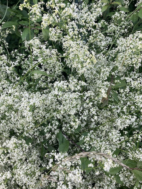 June 29, 2024 Hedge Bedstraw (Rubiaceae)