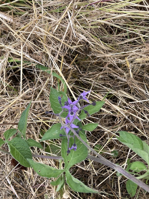 July 12, 2024 Climbing Nightshade (Solanaceae)