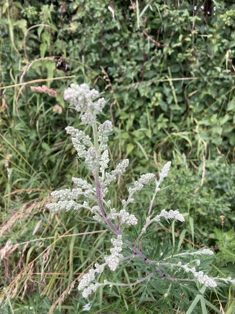 July 14, 2024 Mugwort (Asteraceae)