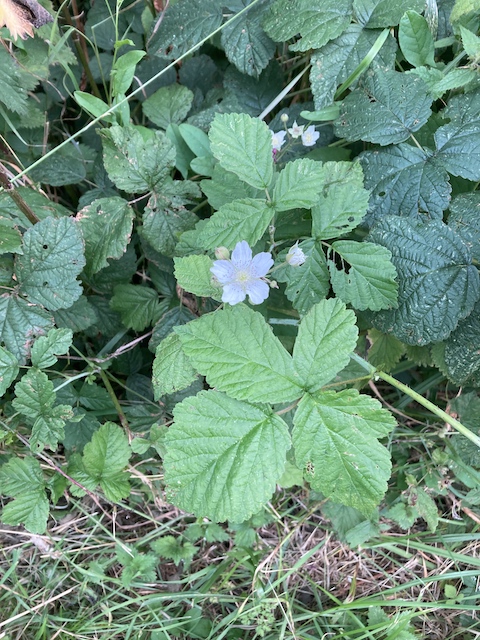 July 15, 2024 Dewberry (Rosaceae)