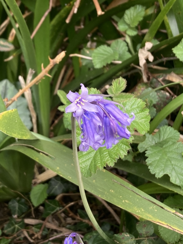 April 12 2025, native bluebell in bloom